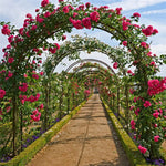 OEM Metal Garden Archway Trellis for Climbing Plants Outdoor Patio 240cm